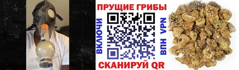 Псилоцибиновые грибы Psilocybe купить Окуловка